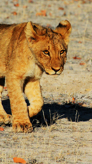 Lion Cub Phone Wallpaper