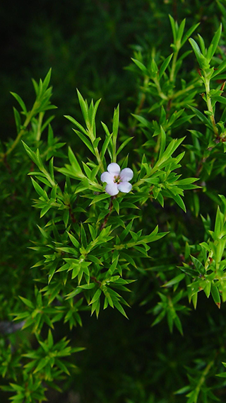 Little Flower Phone Wallpaper