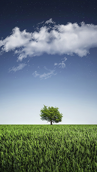 Lone Tree Phone Wallpaper