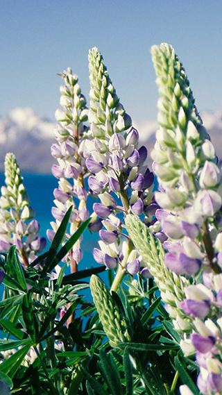 Lupinien Flowers Phone Wallpaper