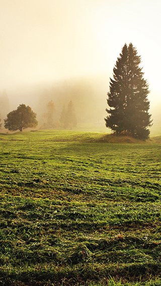 Misty Meadow Phone Wallpaper