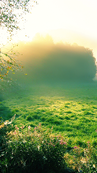Misty Morning Phone Wallpaper