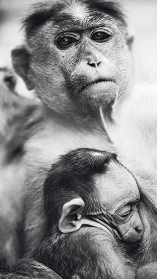 Monkey Momma Phone Wallpaper