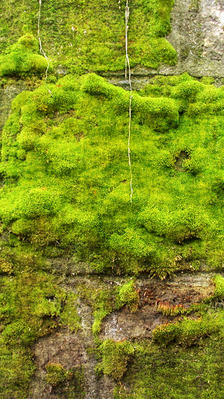 Moss Phone Wallpaper