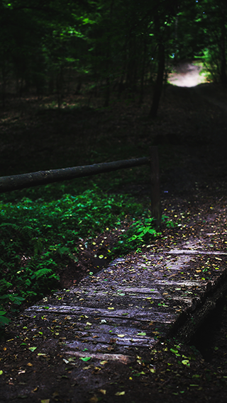Nature Walk Phone Wallpaper
