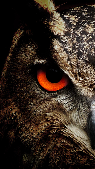 Night Owl Phone Wallpaper