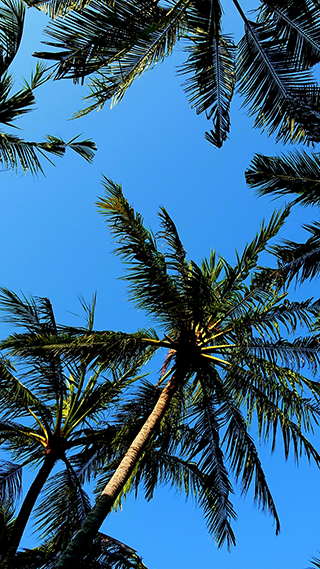 Palm Tree Sky Phone Wallpaper