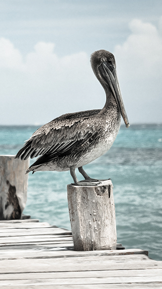 Pelican Phone Wallpaper