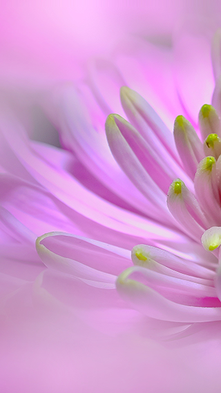 Pink Dahlia Phone Wallpaper