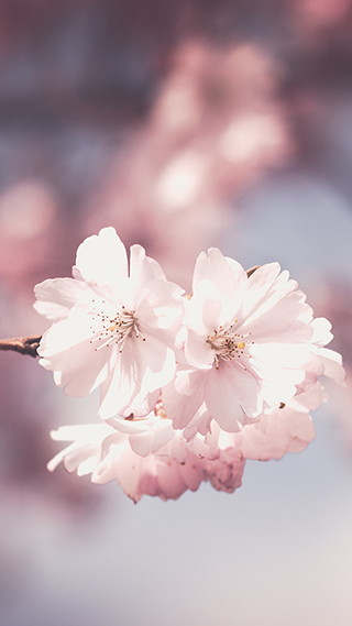 Pink Flower Blossoms Phone Wallpaper