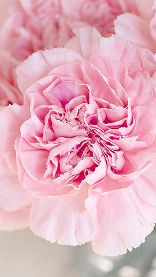 Pink Flower Phone Wallpaper