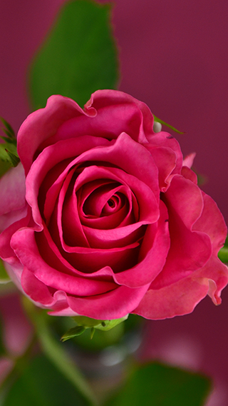Pink Rose Phone Wallpaper