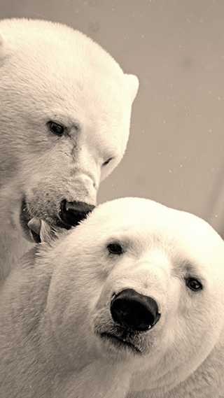 Polar Bears Phone Wallpaper