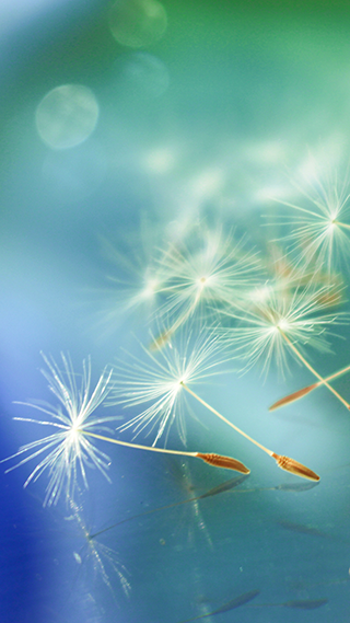 Pretty Dandelion Phone Wallpaper