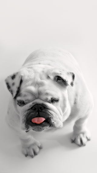 Pretty Doggy Phone Wallpaper