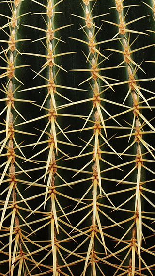 Prickly Cactus Phone Wallpaper