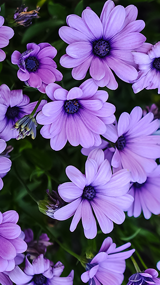Purple Daisies Phone Wallpaper