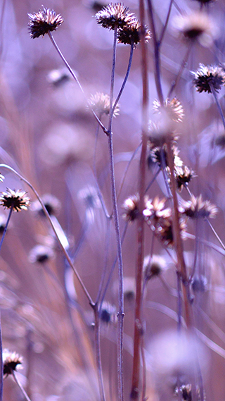 Purple Fields Phone Wallpaper