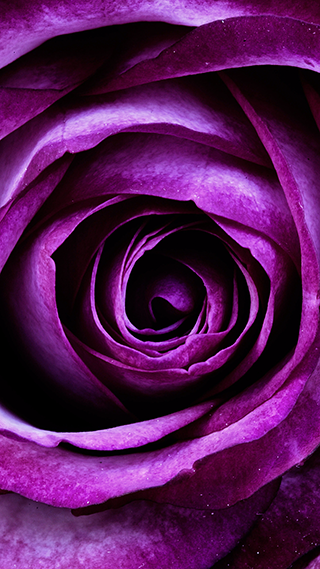 Purple Flower Bud Phone Wallpaper