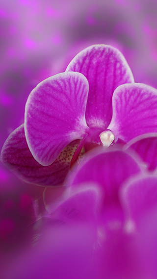Purple Orchid Phone Wallpaper