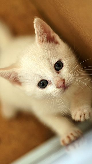 Purrfect Kitten Phone Wallpaper