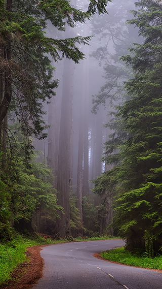Redwood Park Phone Wallpaper