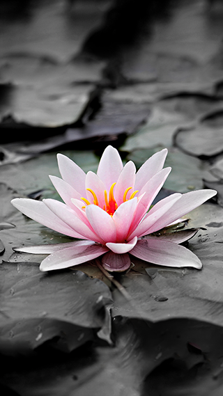 Sacred Lily Phone Wallpaper