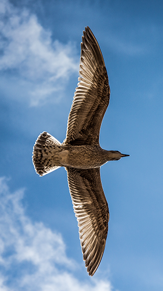 Sea Gull Phone Wallpaper
