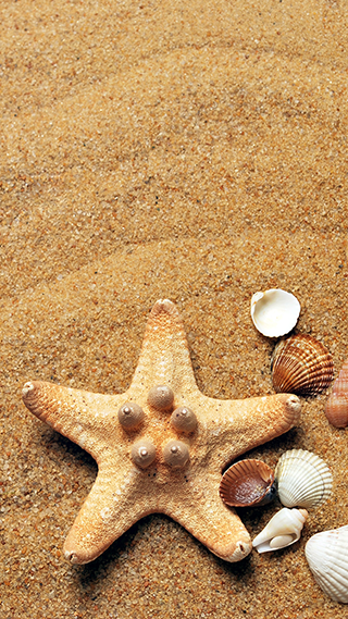 Sea Shells Phone Wallpaper