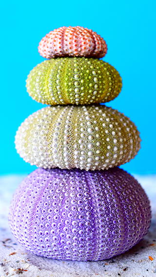 Sea Urchins Phone Wallpaper