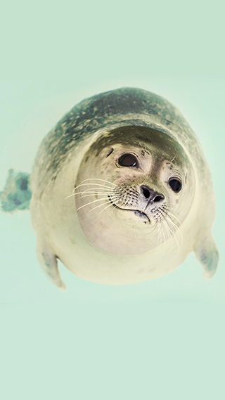 Seal Pup Phone Wallpaper