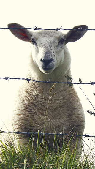 Sheep Phone Wallpaper