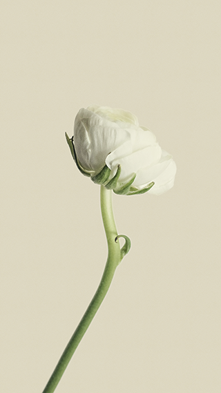 Simple White Flower Phone Wallpaper