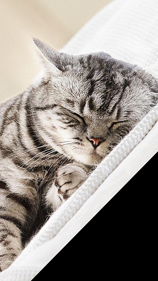 Sleeping Kitten Phone Wallpaper