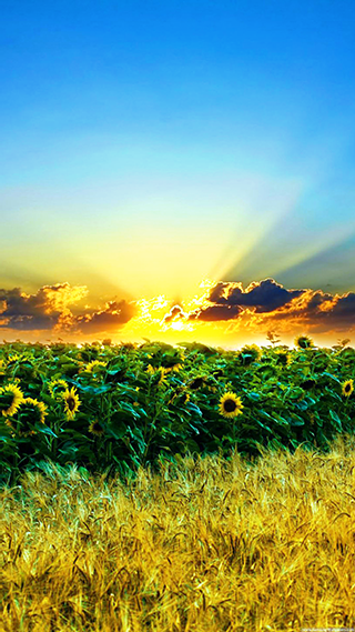 Sunflower Sunset Phone Wallpaper