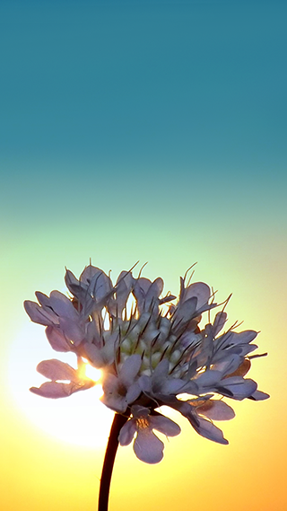 Sunrise Flower Phone Wallpaper