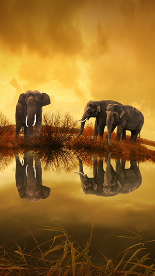 Thailand Elephants Phone Wallpaper