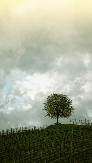 That Tree Phone Wallpaper
