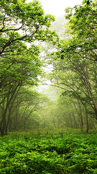 The Forest Phone Wallpaper