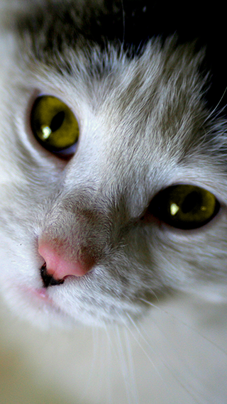 Tiny Kitten Phone Wallpaper