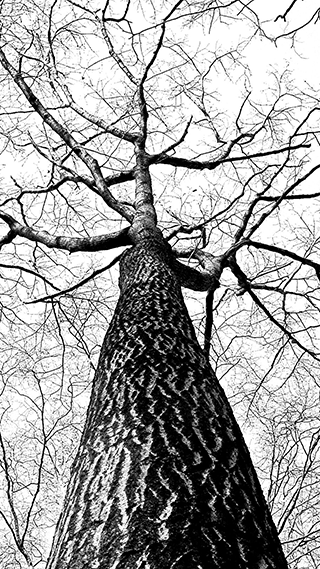Tree Branches Phone Wallpaper