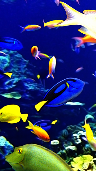 Tropical Fish Phone Wallpaper