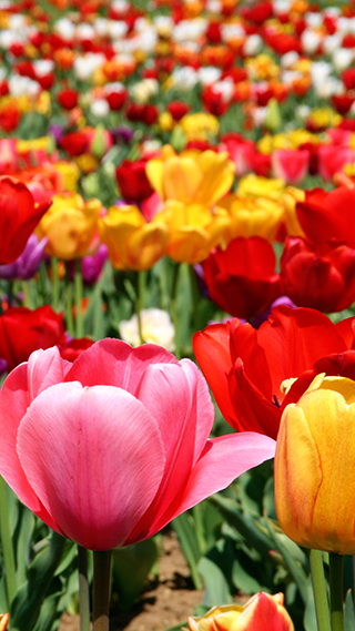 Tulip Field Phone Wallpaper