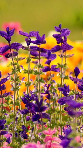 Vibrant Flowers Phone Wallpaper