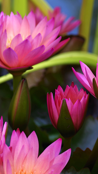 Water Lilies Phone Wallpaper