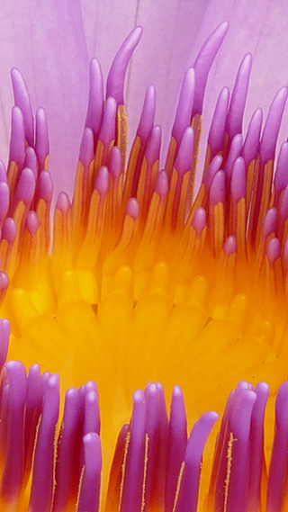 Water Lily Phone Wallpaper