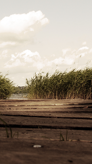 Wet Grass Phone Wallpaper
