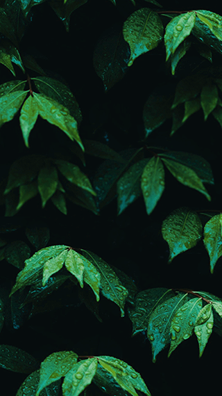 Wet Leaves Phone Wallpaper