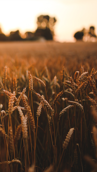 Wheat Field Phone Wallpaper