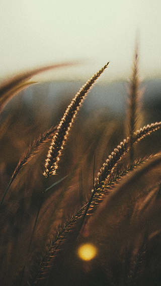 Wheat Field Sunset Phone Wallpaper